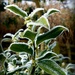 Frost on Winter Flowering Box by judithdeacon