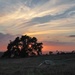 Oak Tree Sunset by jgpittenger