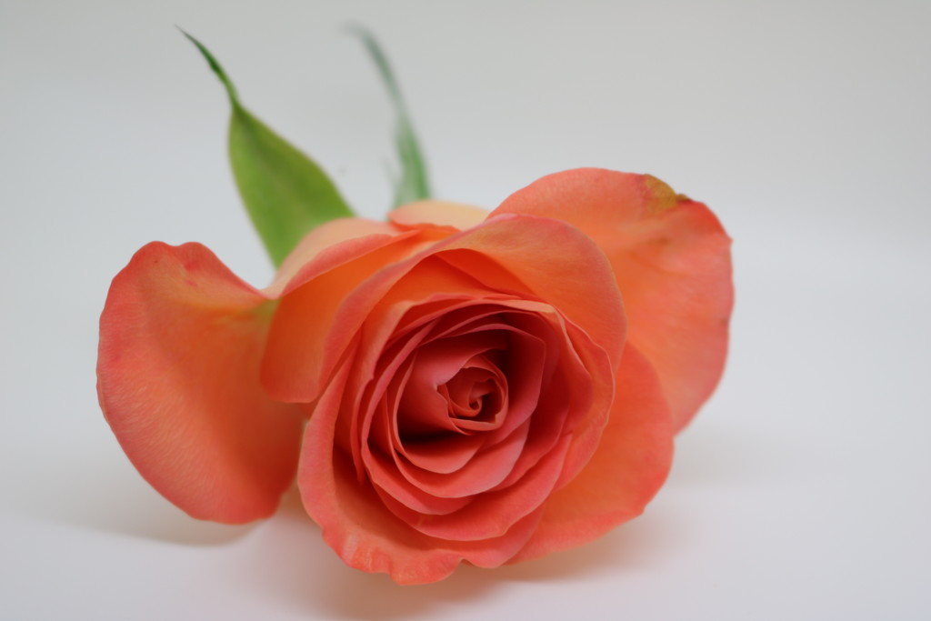 Peach Rose by phil_sandford