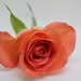 Peach Rose by phil_sandford