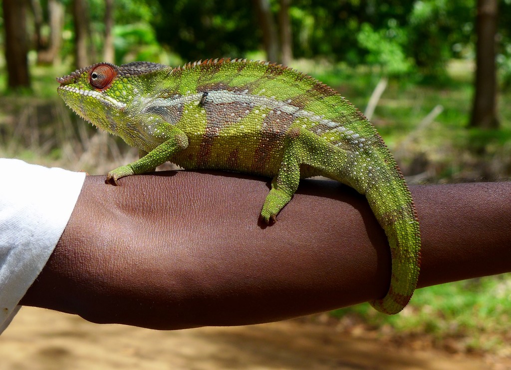 Madagascan Chameleon  by orchid99