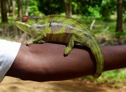 22nd Jan 2017 - Madagascan Chameleon 