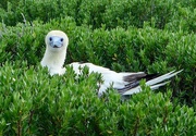 23rd Jan 2017 - Red footed booby