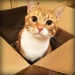 Honey Helped Me Pack The Box by yogiw