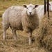 Just a sheep by shepherdman