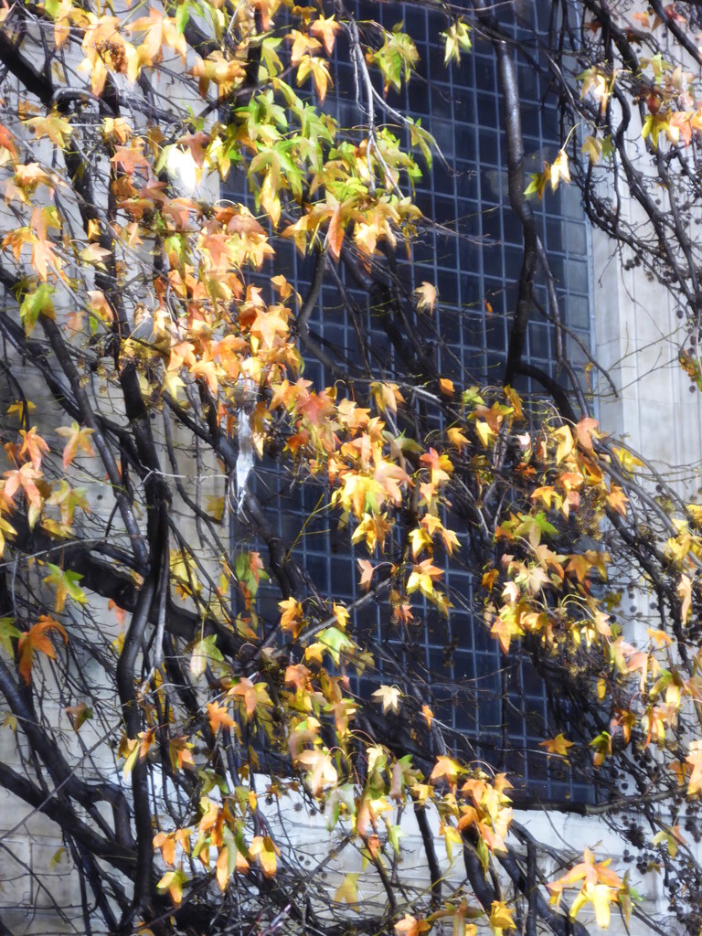 leaves window by shannejw