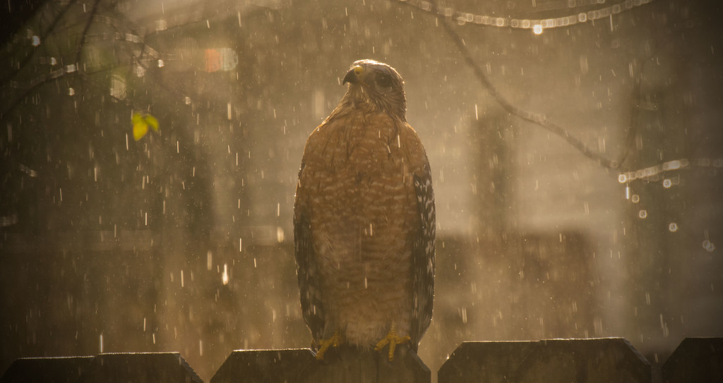 My Friendly Hawk in the Rain! by rickster549