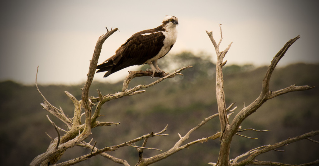 Osprey Trying to Hold On! by rickster549