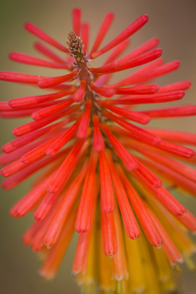 Red hot poker by jodies