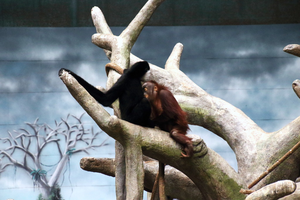 Orangutan and Colobus Monkey by randy23
