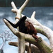 Orangutan and Colobus Monkey by randy23