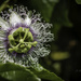Day 22 Passion Fruit Flower by kipper1951