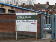 20th Jan 2017 - Dabble Duck
