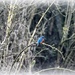 Kingfisher by rosiekind