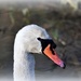 Swan  by rosiekind