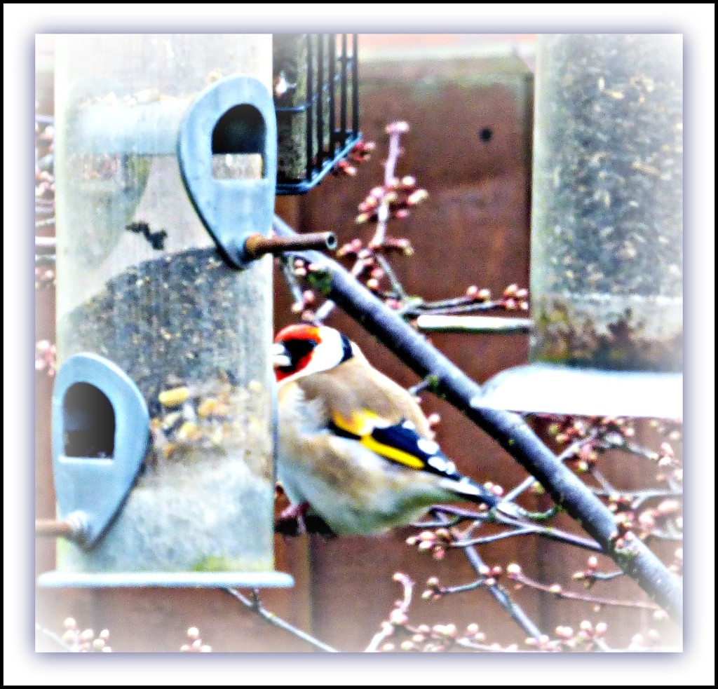 Goldfinch by beryl