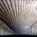 Scallop Shell by pcoulson