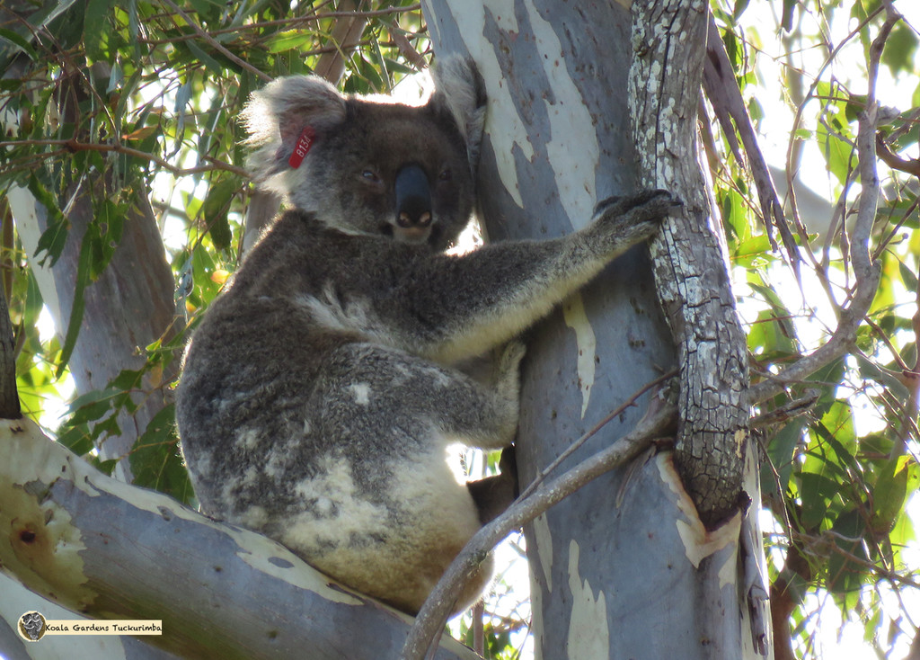 not blowin off by koalagardens