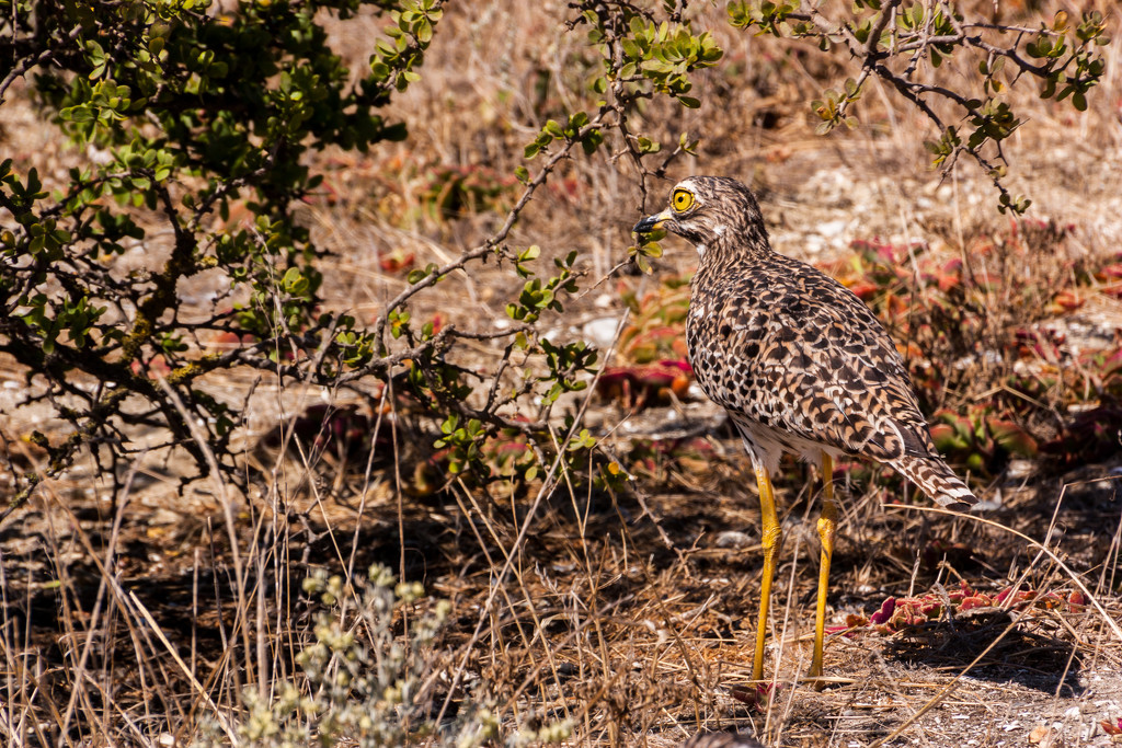 Spotted Thick Knee by seacreature