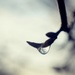 Drip Drip Drop by naomi