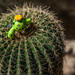 (Day 346) - Round Cactus Dude by cjphoto