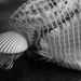 Shells by cristinaledesma33
