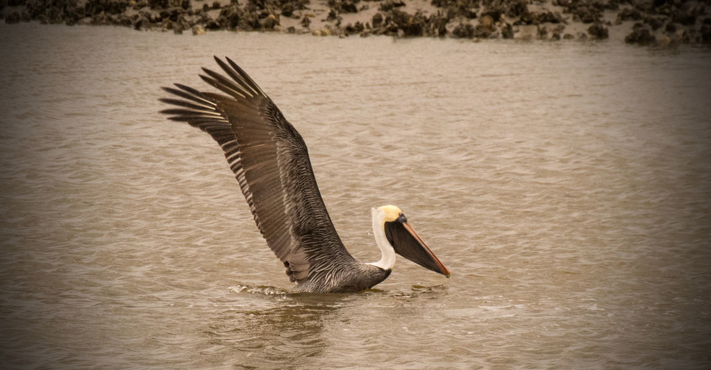 Brown Pelican, Just After Splashdown! by rickster549