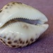 Jaws of shell by kiwinanna