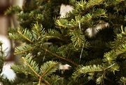 7th Jan 2017 - January Words - Christmas Tree
