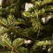 January Words - Christmas Tree by farmreporter