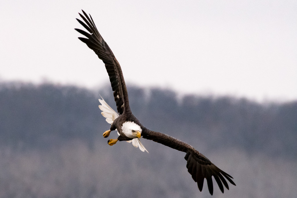 Day 1 Bald Eagle shoot by dridsdale