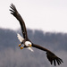 Day 1 Bald Eagle shoot by dridsdale