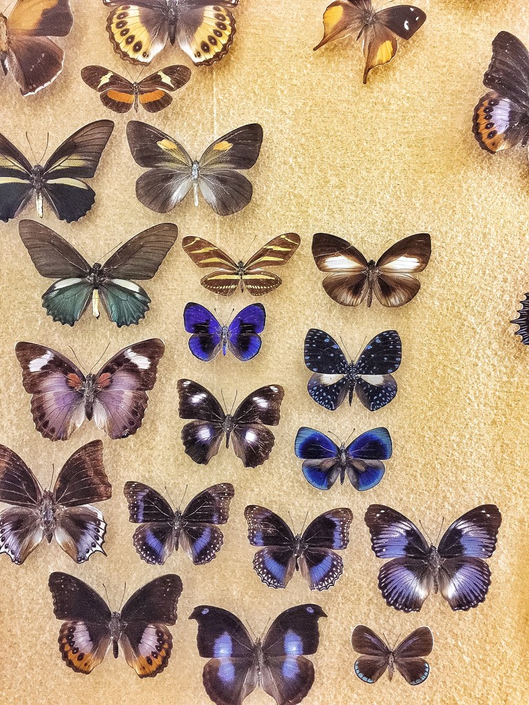 butterflies by cocobella