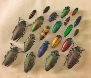25th Jan 2017 - Rainbow bugs team 