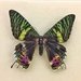 The rainbow butterfly  by cocobella