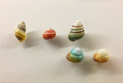 25th Jan 2017 - Rainbow shells