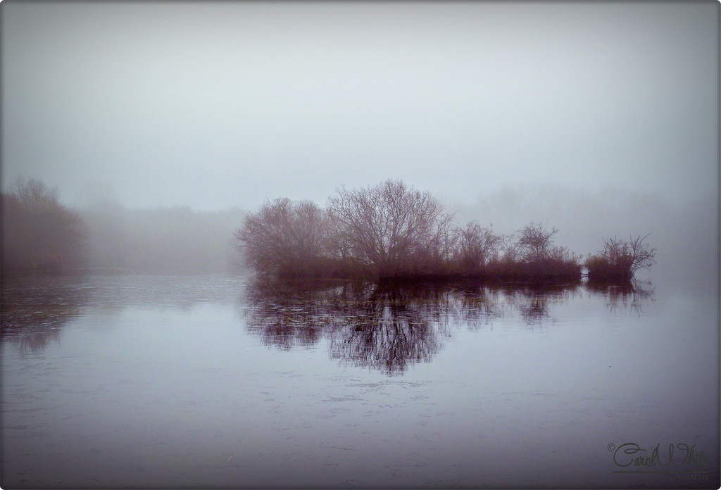 Foggy Morning (best viewed on black) by carolmw