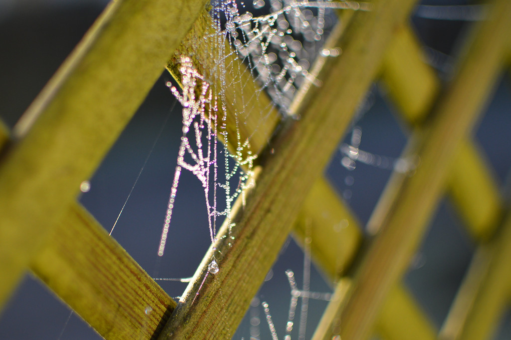 Frost on cobweb by jon_lip