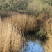 Reflections in Kirton Creek by lellie