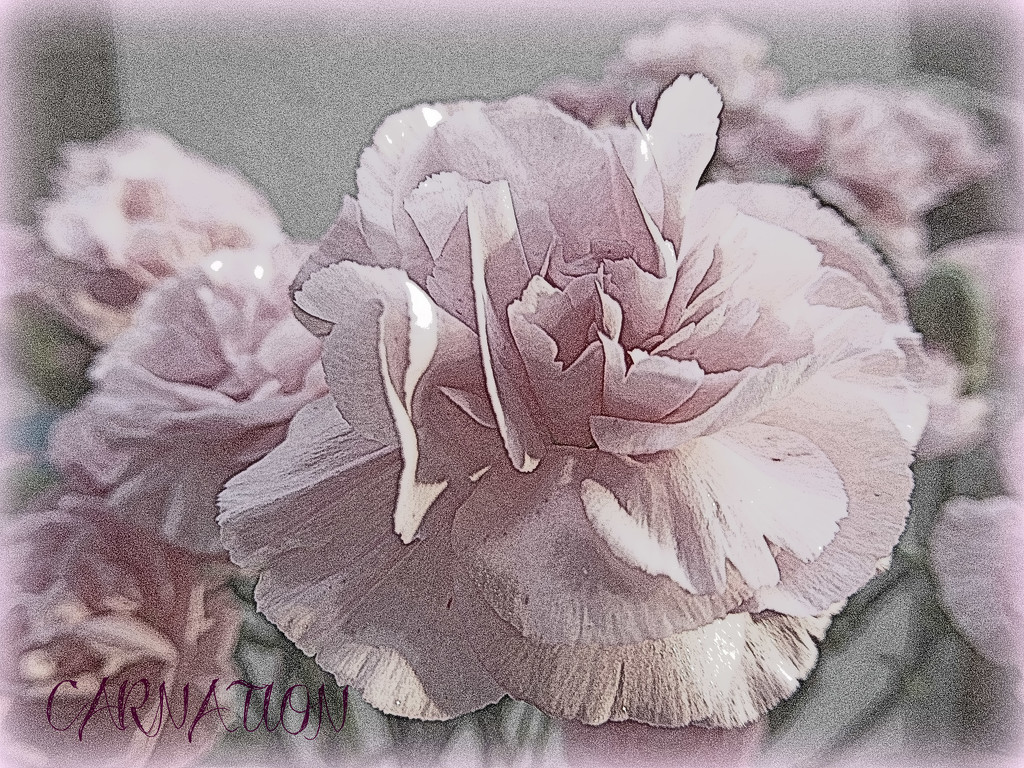 Pink Carnation. by wendyfrost
