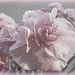 Pink Carnation. by wendyfrost