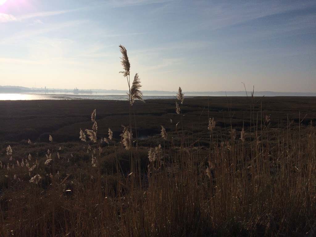 Across the salt marsh by lellie