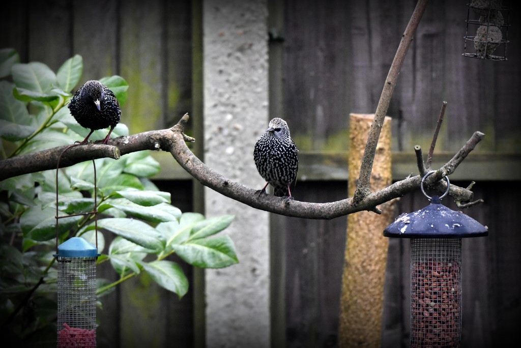 Starlings again by rosiekind