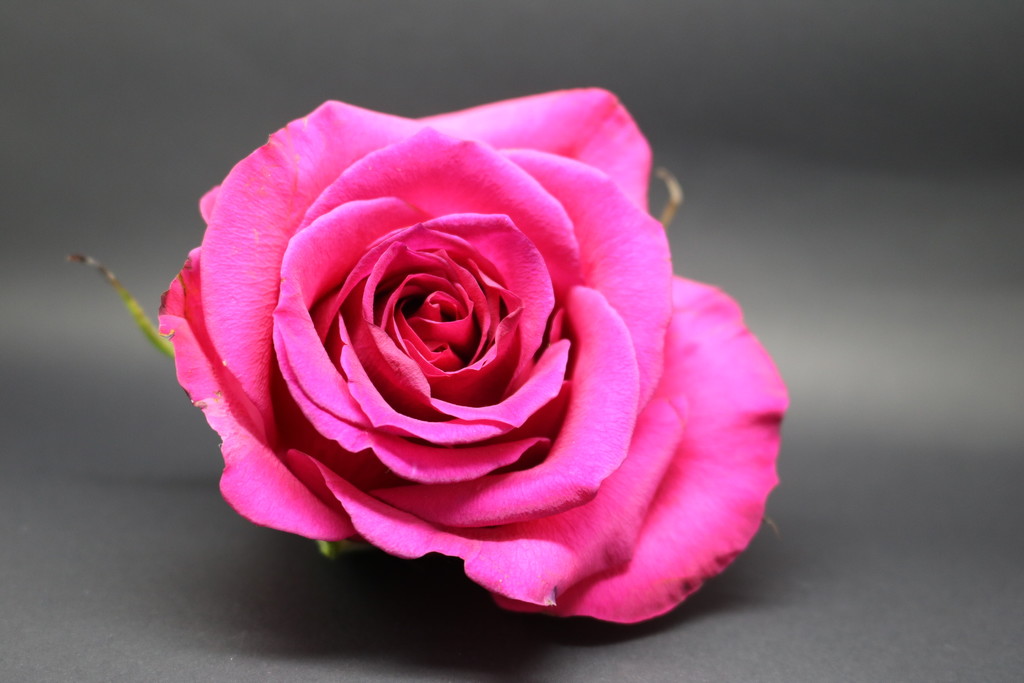 Pink Rose on Black by phil_sandford