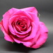 Pink Rose on Black by phil_sandford