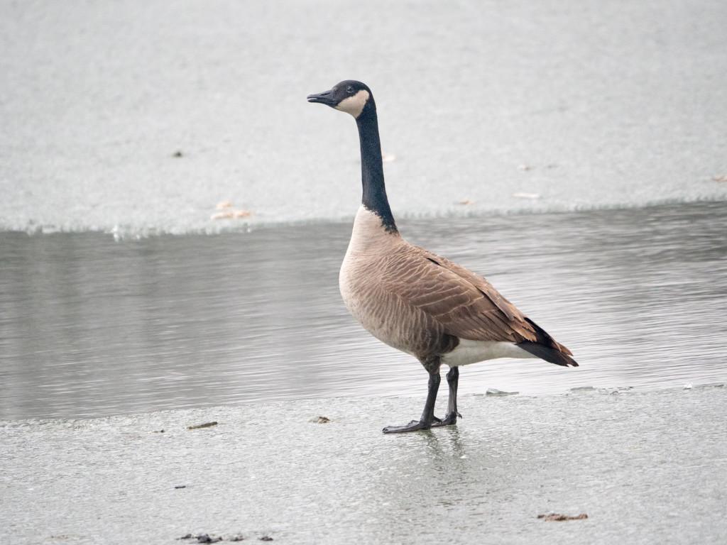 Canadian Goose On Ice by rminer