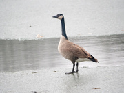 25th Jan 2017 - Canadian Goose On Ice