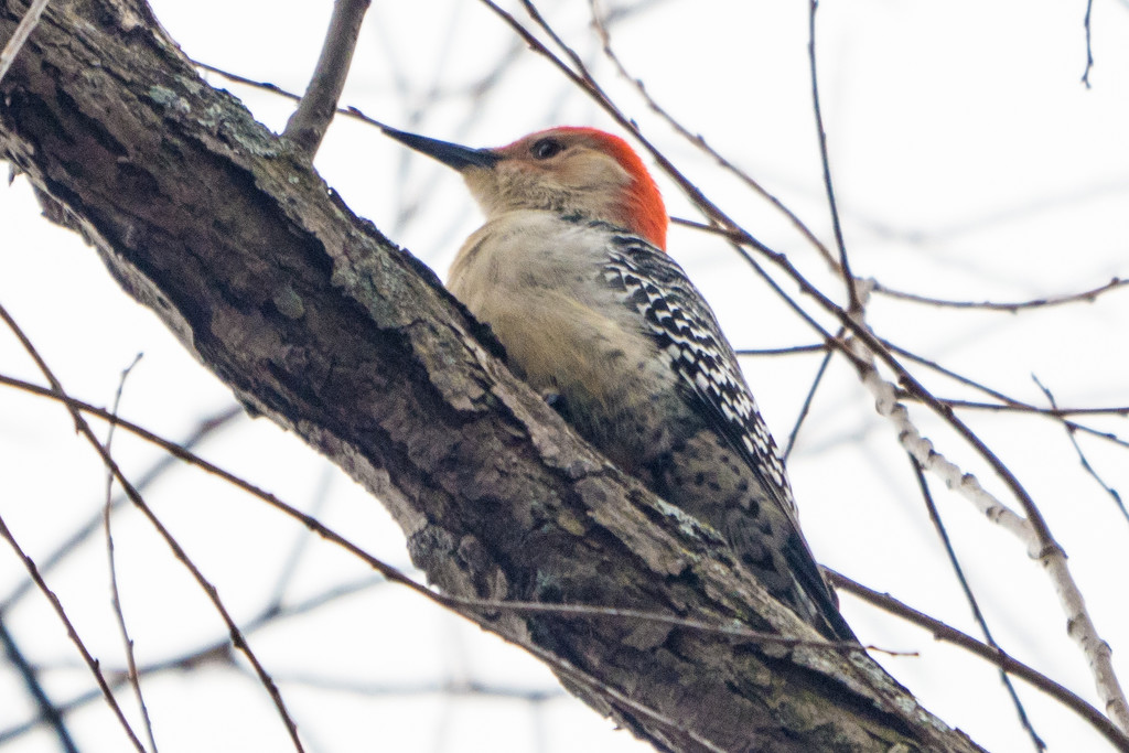 Woodpecker by rminer