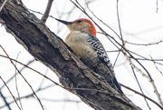 24th Jan 2017 - Woodpecker