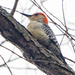 Woodpecker by rminer
